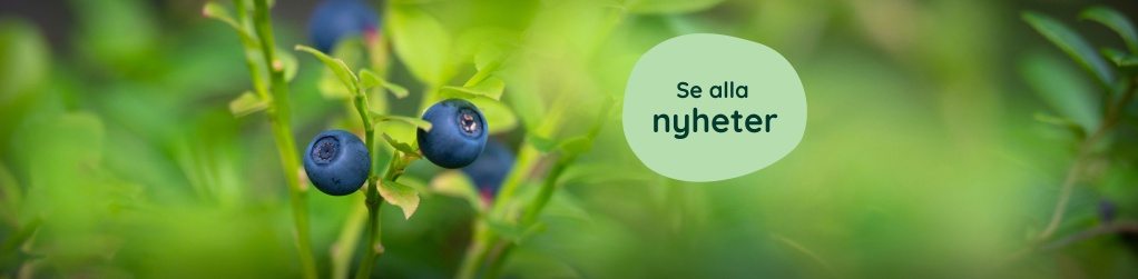 Nyheter